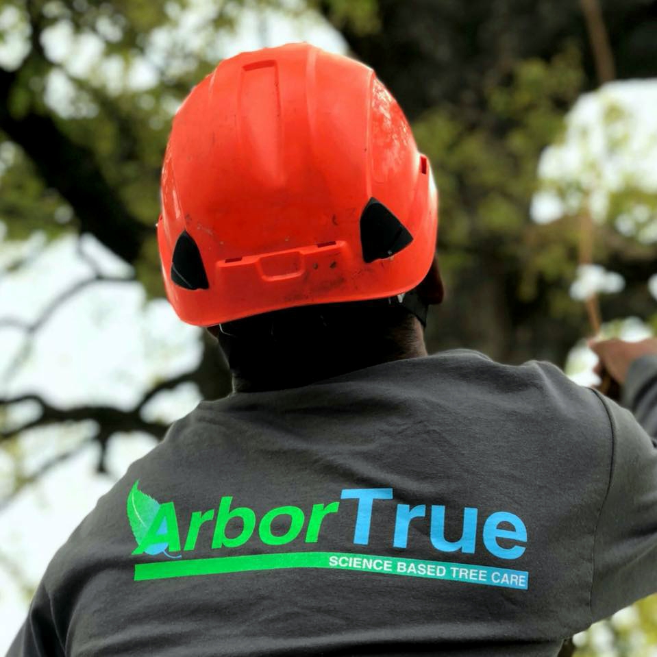 tree service arborist in Austin TX