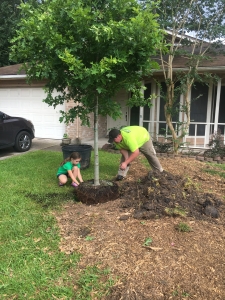planting tree austin tx