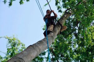 tree-cabling-bracing-austin-tx
