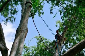 tree-cabling-for-trees-in-austin