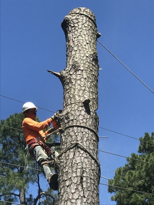 tree climber in Austin TX