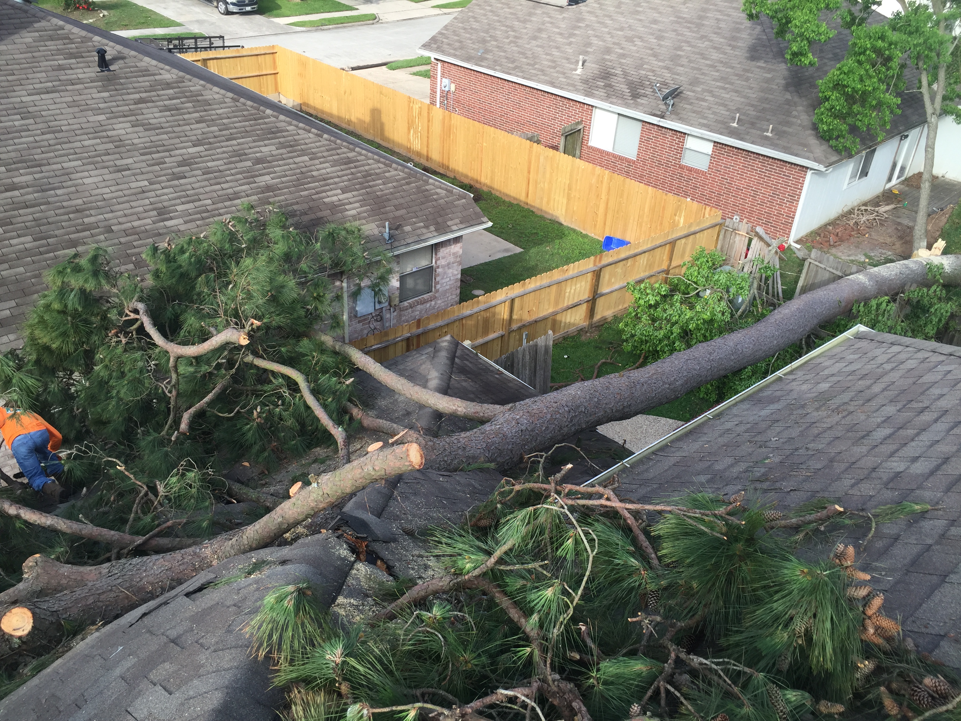 tree damage in Austin TX