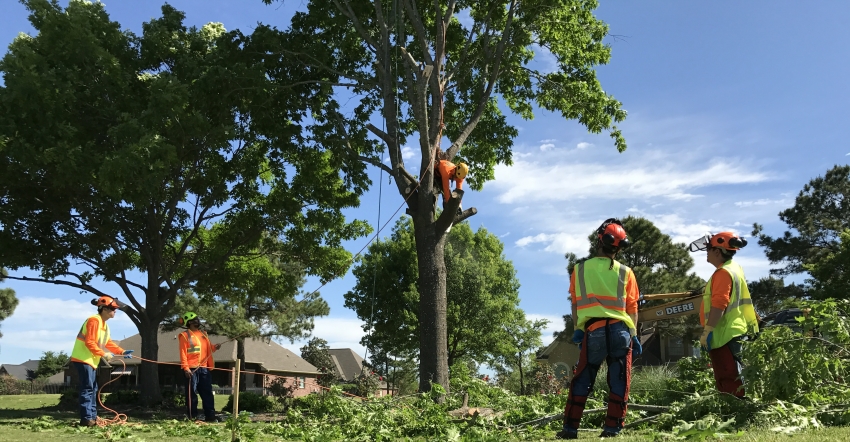 tree removal service crew in austin tx