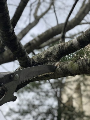 tree trimming and pruning in austin tx