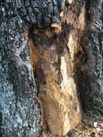 tree-with-bark-problem-austin-tx
