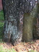 tree-with-bark-problem-austin-tx saved
