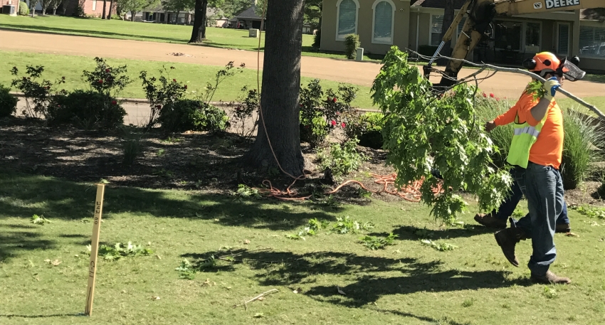 trimming and pruning a tree in austin tx